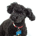Murphy likes nice pet product labels with good pet product labeling requirements.